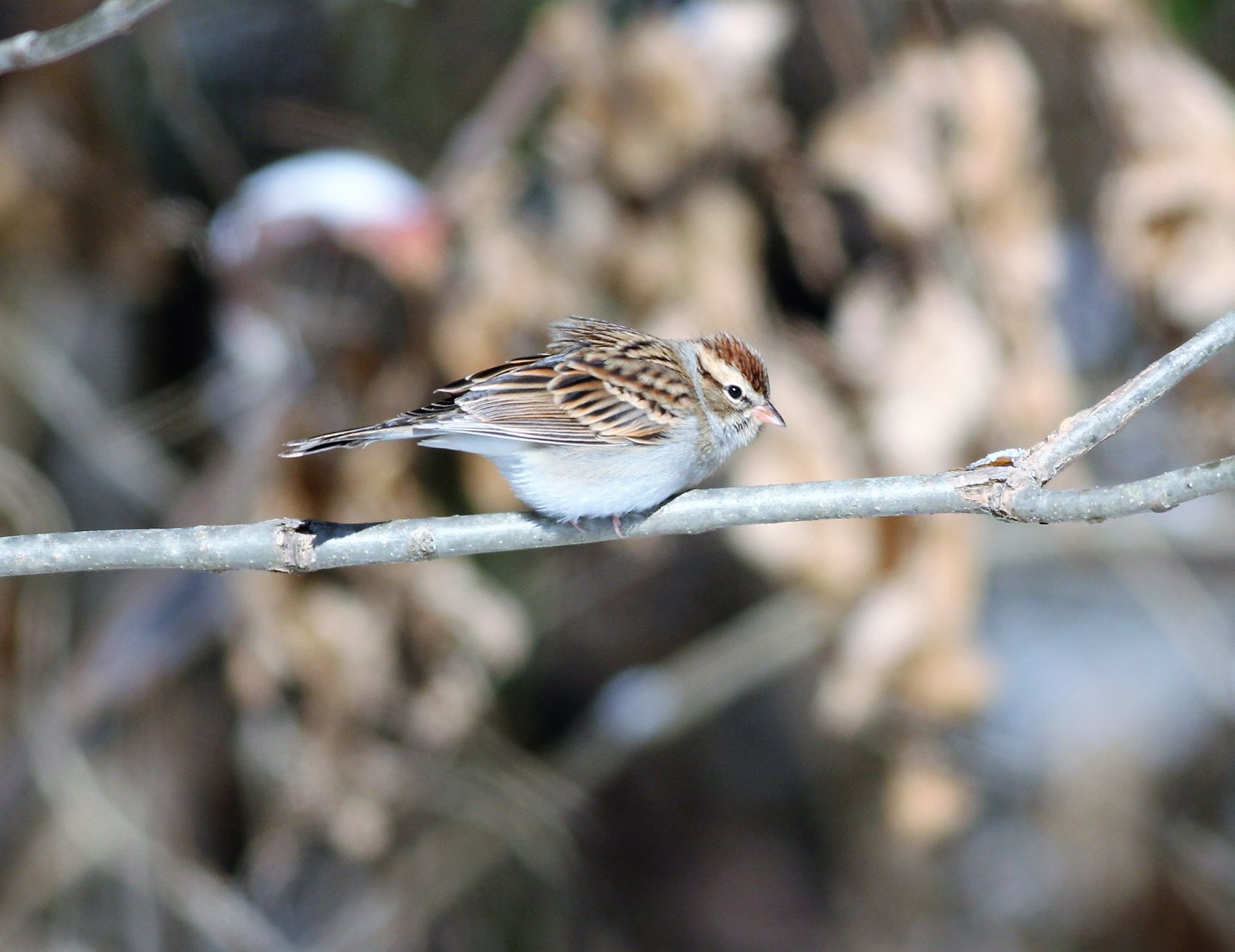 Photos: A cold, snowy day at Crab Orchard